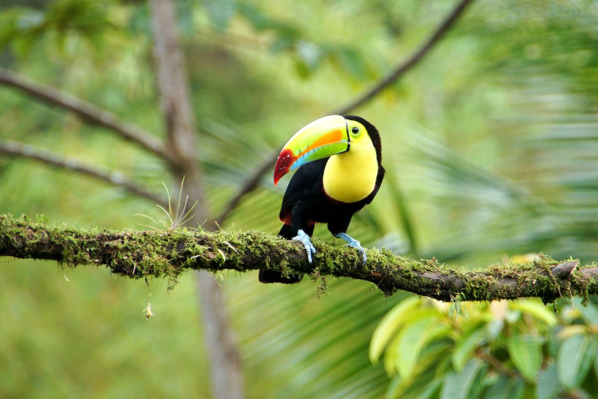pura vida costa rica